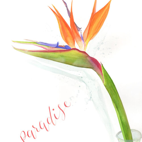 Watercolor painting of a Bird of Paradise flower with 'paradise' text