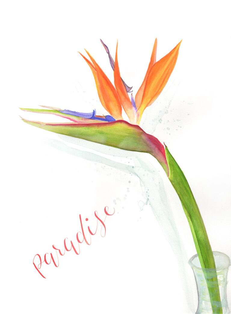 Watercolor painting of a Bird of Paradise flower with 'paradise' text